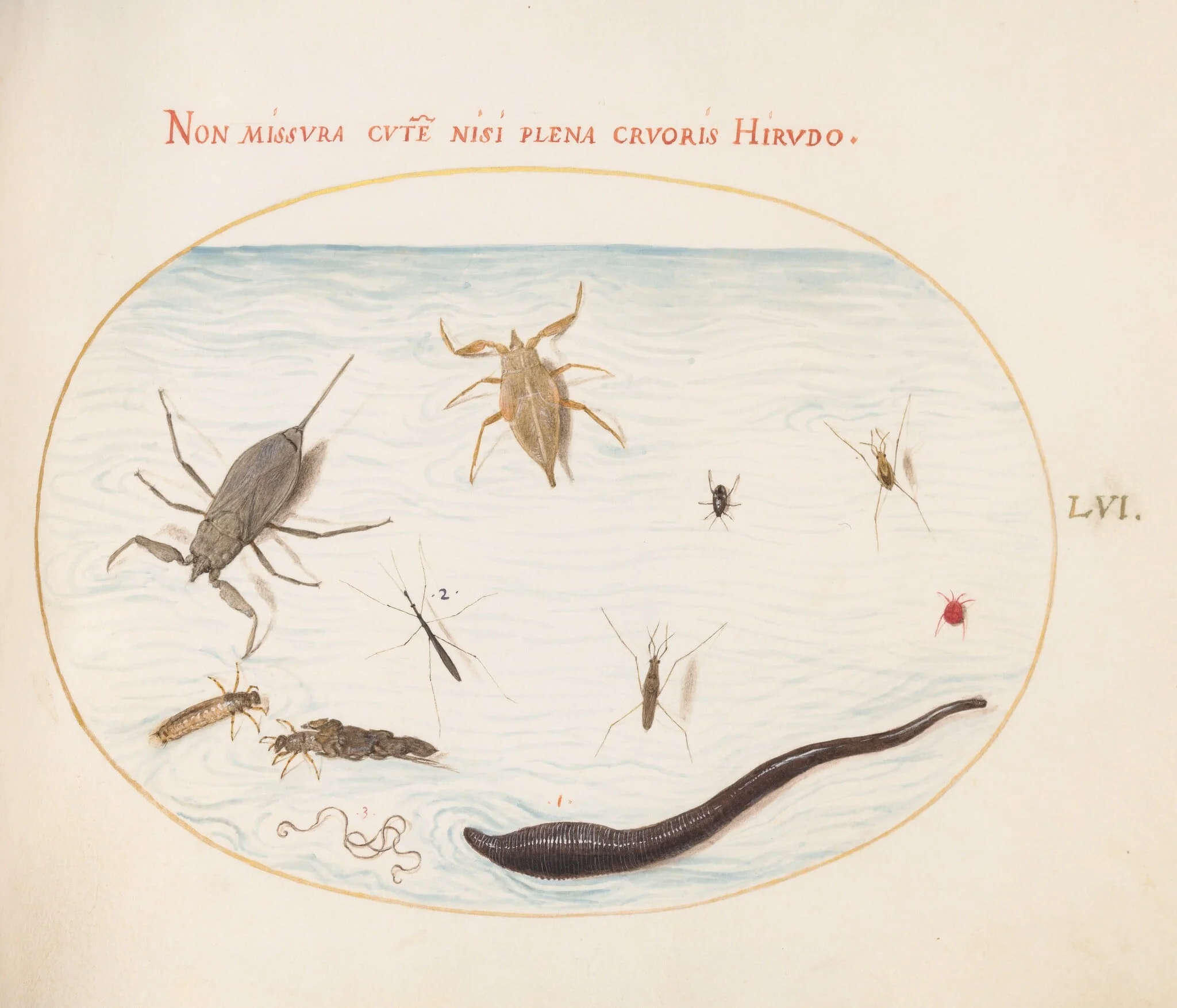 Plate 56: Water Scorpion, Water Measurer, Pond Skater, Red Water Mite, Leech(?), and Other Water Insects, detail