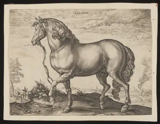 CALABER, by Hendrick Goltzius, 1550