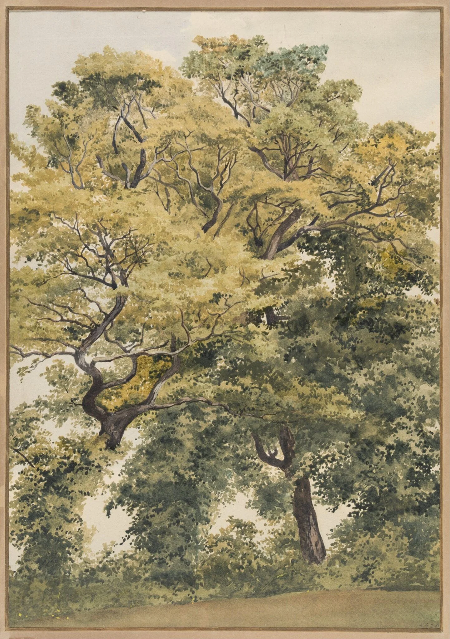 Study of Trees, detail
