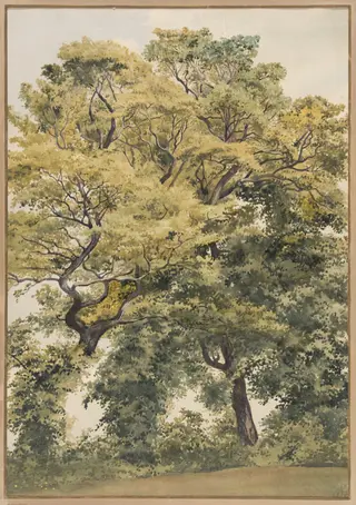 Study of Trees, by Thomas Frederick Collier, watercolor, 1854