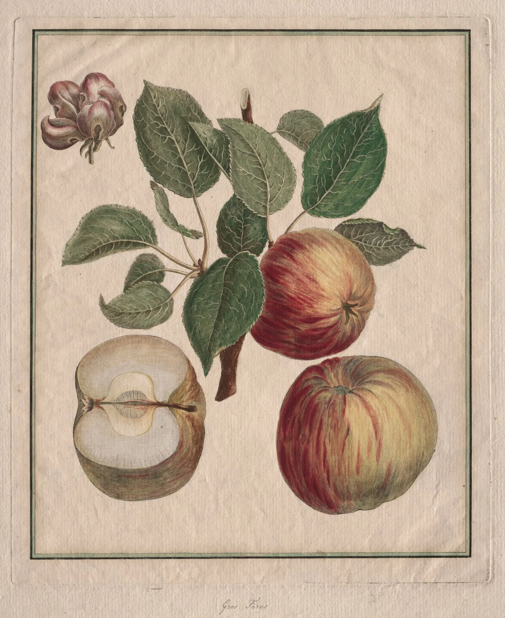 Apple with Leaf and Fruit Blossom, detail