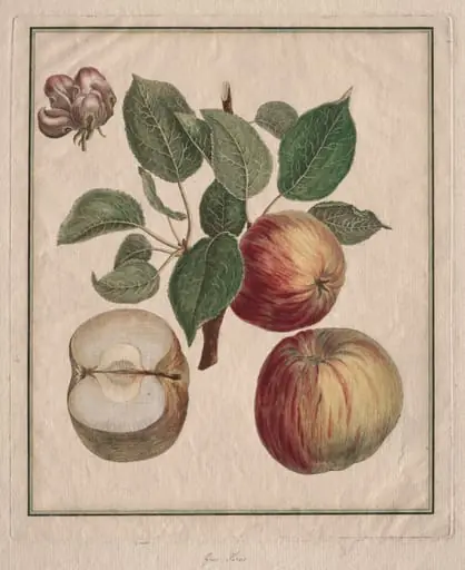 Apple with Leaf and Fruit Blossom, by Henri Louis Duhamel du Monceau, 1768