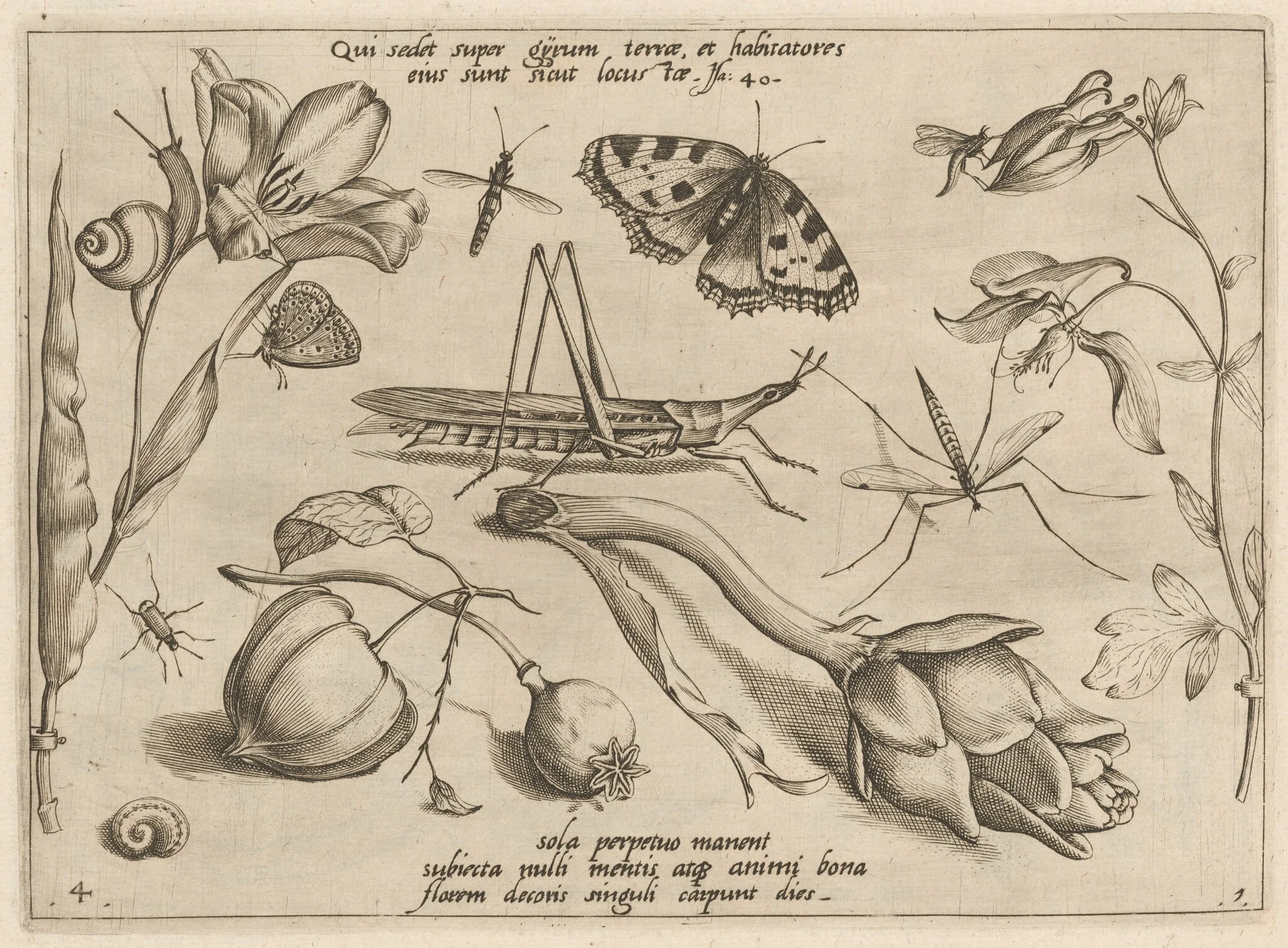Archetypa studiaque patris Georgii Hoefnagelii [Part 1, Plate 4], detail