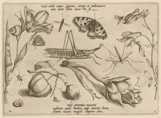 Archetypa studiaque patris Georgii Hoefnagelii [Part 1, Plate 4], by Jacob Hoefnagel, ink, 1592