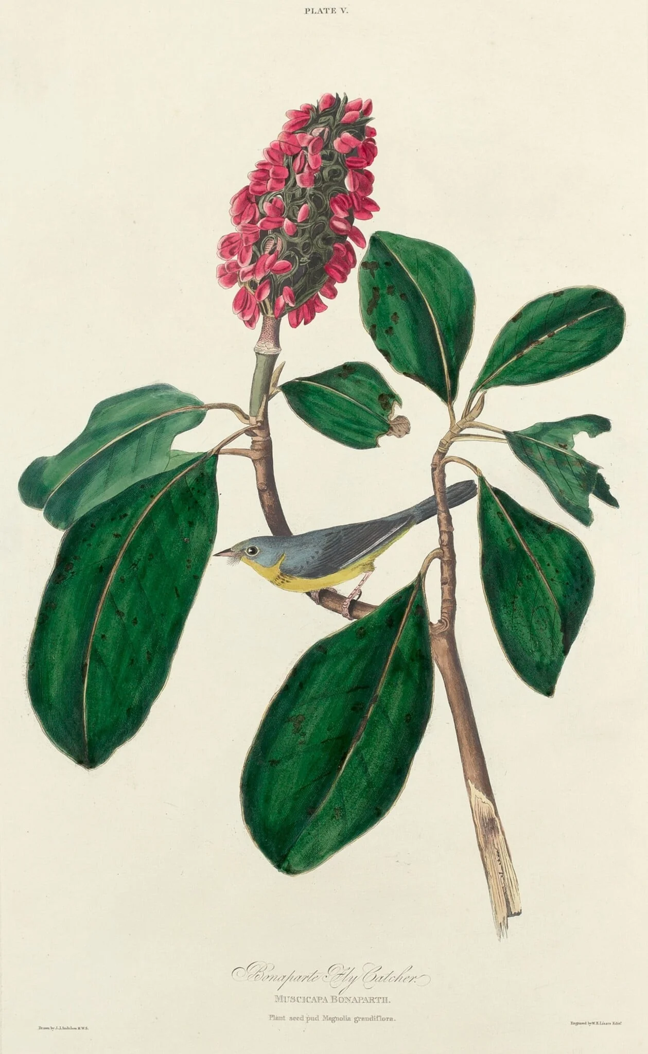 Bonaparte Fly Catcher, detail