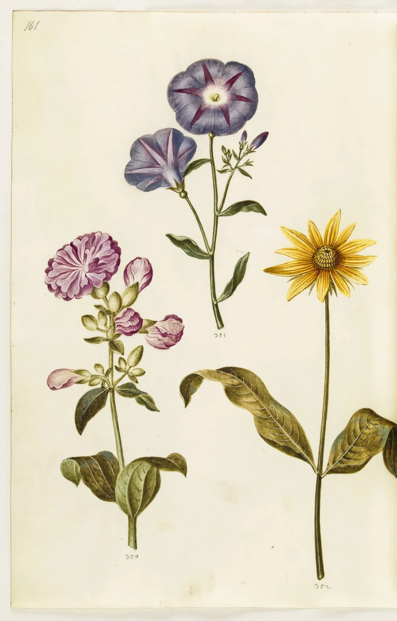 Saponaria officinalis (almindelig sæbeurt); Convolvulus tricolor (jomfruskørt); Helianthus (?) (solsikke-art), detail