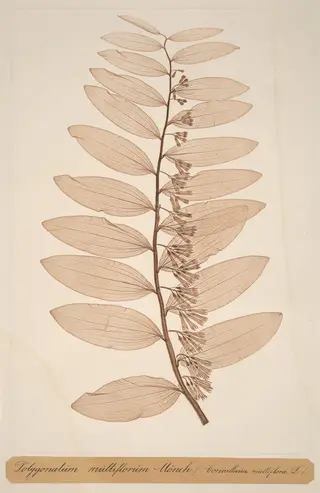 Polygonatum multiflorum Monch, by Alois Pokorny, ink, 1856