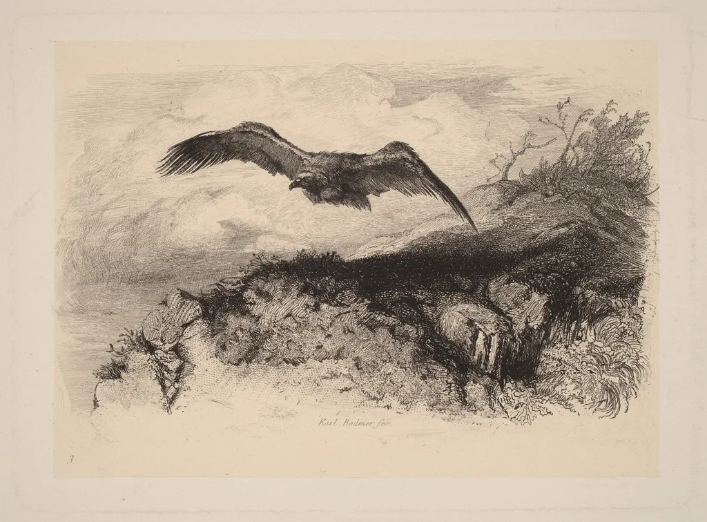 Aigle au vol, by Karl Bodmer, ink, 1851