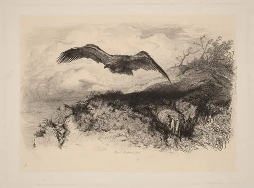 Aigle au vol, by Karl Bodmer, ink, 1851
