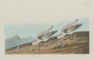 Ruddy Plover, by Havell, Jr., Robert, ink, 1834