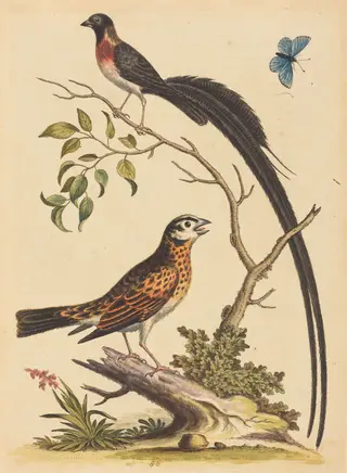 Two Birds, One with Very Long Tailfeathers, and Blue Butterfly, by George Edwards, ink, 1745