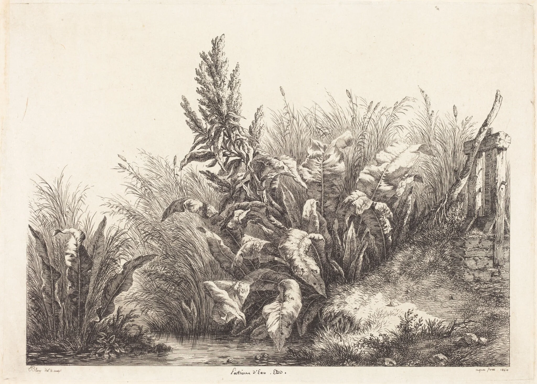 Patience d'eau, étude (Study of a Patience-Dock), detail