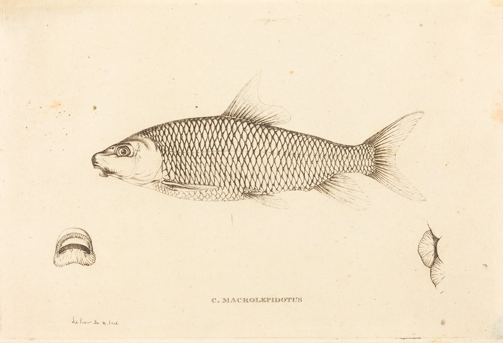 C. Macrolepidotus, detail