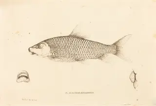 C. Macrolepidotus, by Charles Alexandre Lesueur, ink, 1819