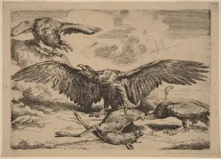 Eagles, by Peeter Boel, ink, 1648