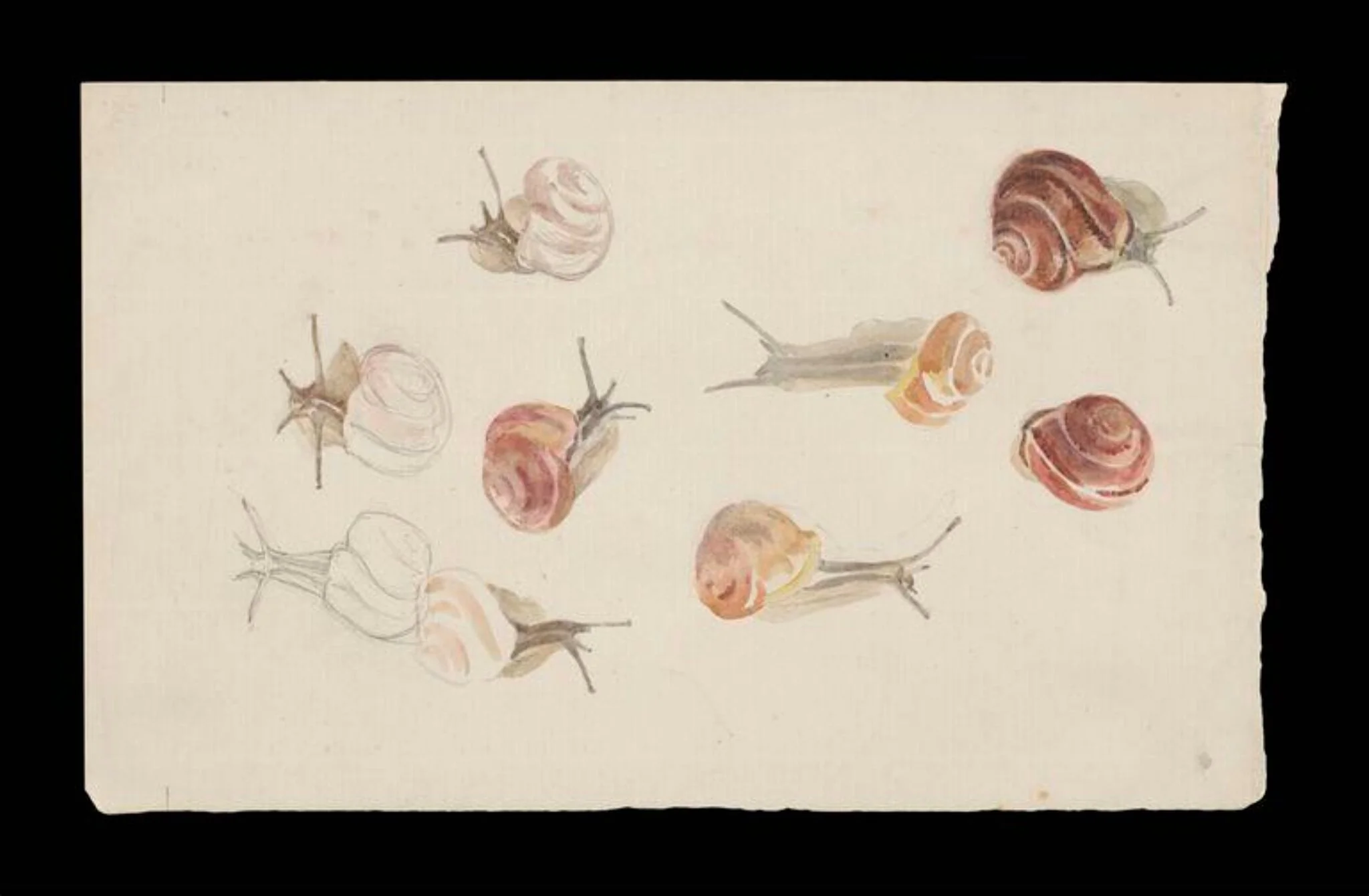 Studies of snails, detail