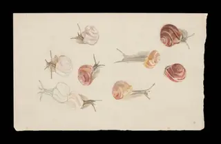 Studies of snails, by Beatrix Potter, watercolor, 1850