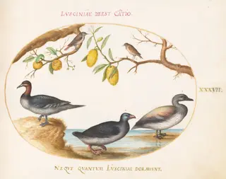 Plate 37: Three Waterfowl with Two Nightingales(?)  Perched in Citrus Trees, by Joris Hoefnagel, gouache, 1594