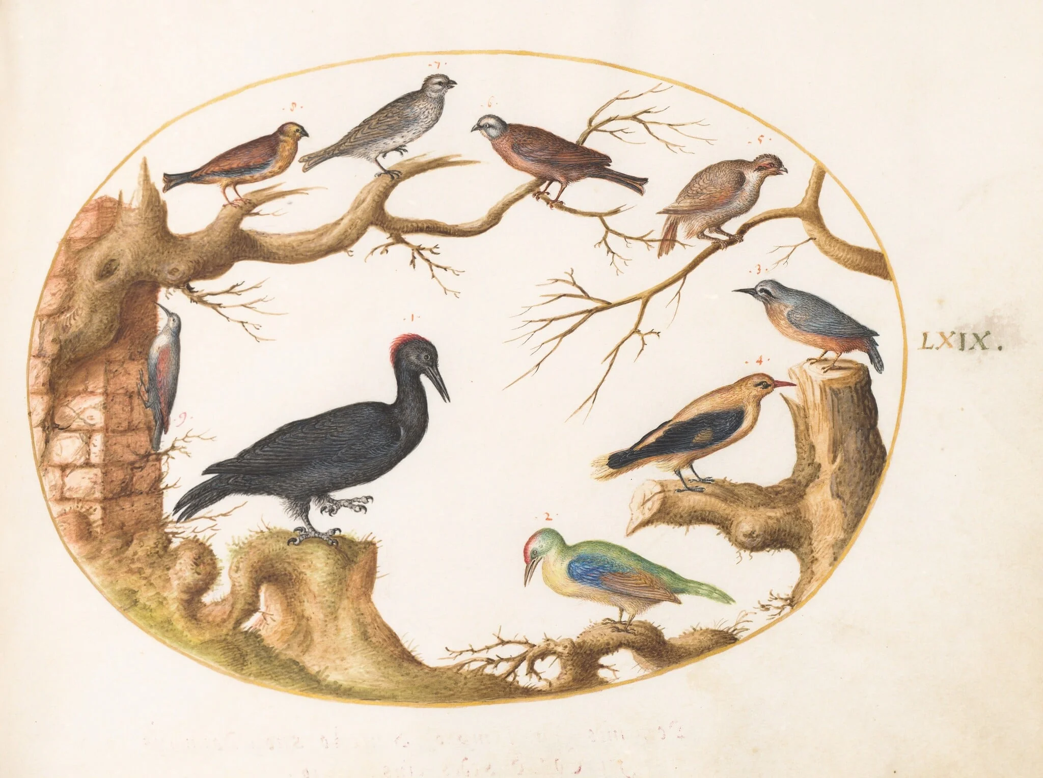 Plate 69: Black Woodpecker, European Green Woodpecker, Nuthatch, and Other Birds, detail