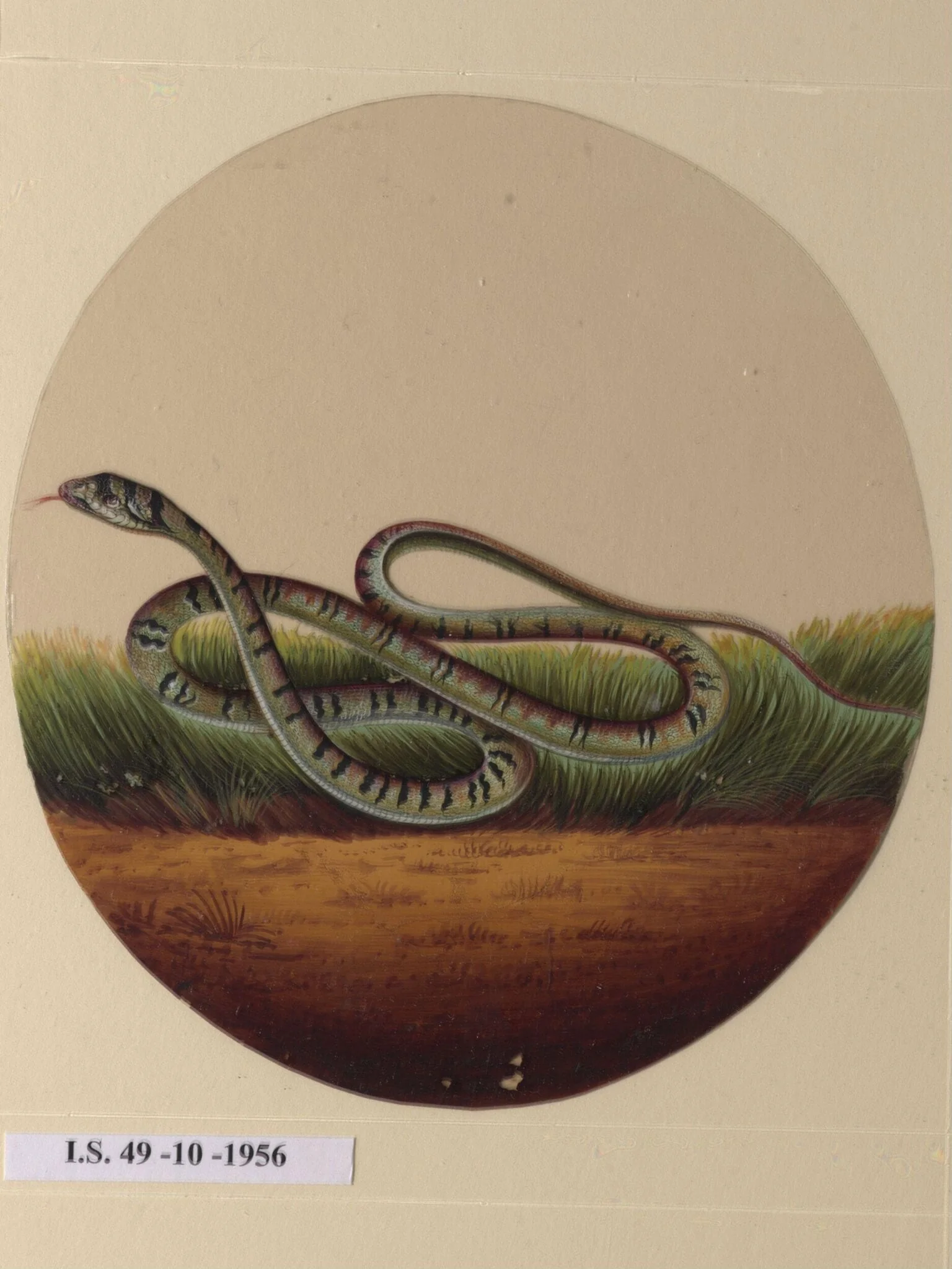 One of twelve drawings of birds and reptiles, insects and flowers., detail