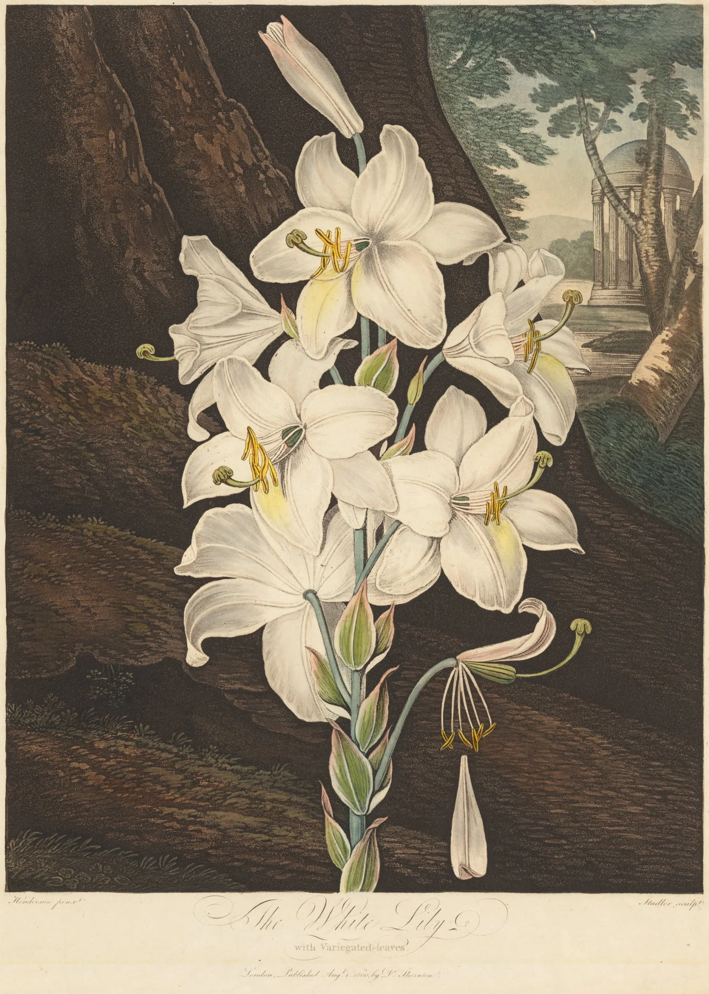 The Temple of Flora; or Garden of Nature: White Lily with Variegated Leaves, detail