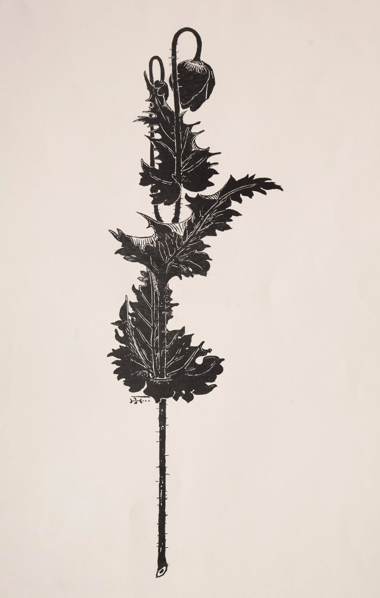 Flower Study, detail