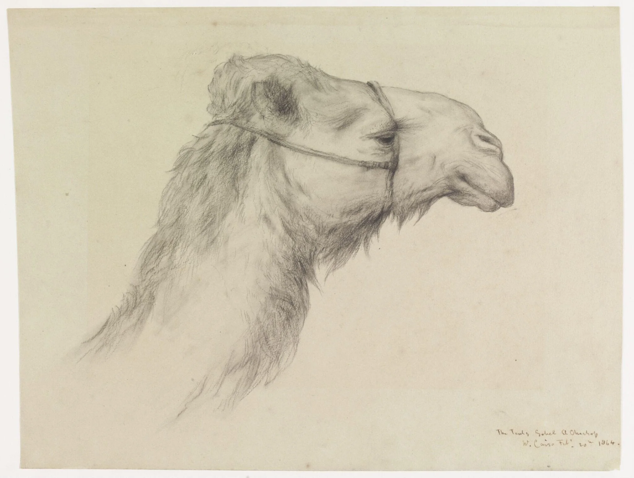Head of a Camel, detail