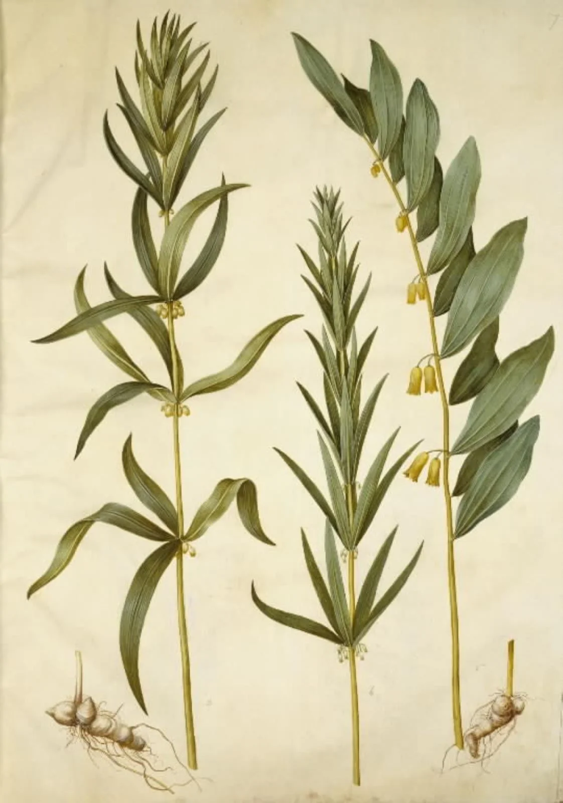 Polygonatum verticillatum (krans-konval); Polygonatum multiflorum (stor konval), detail