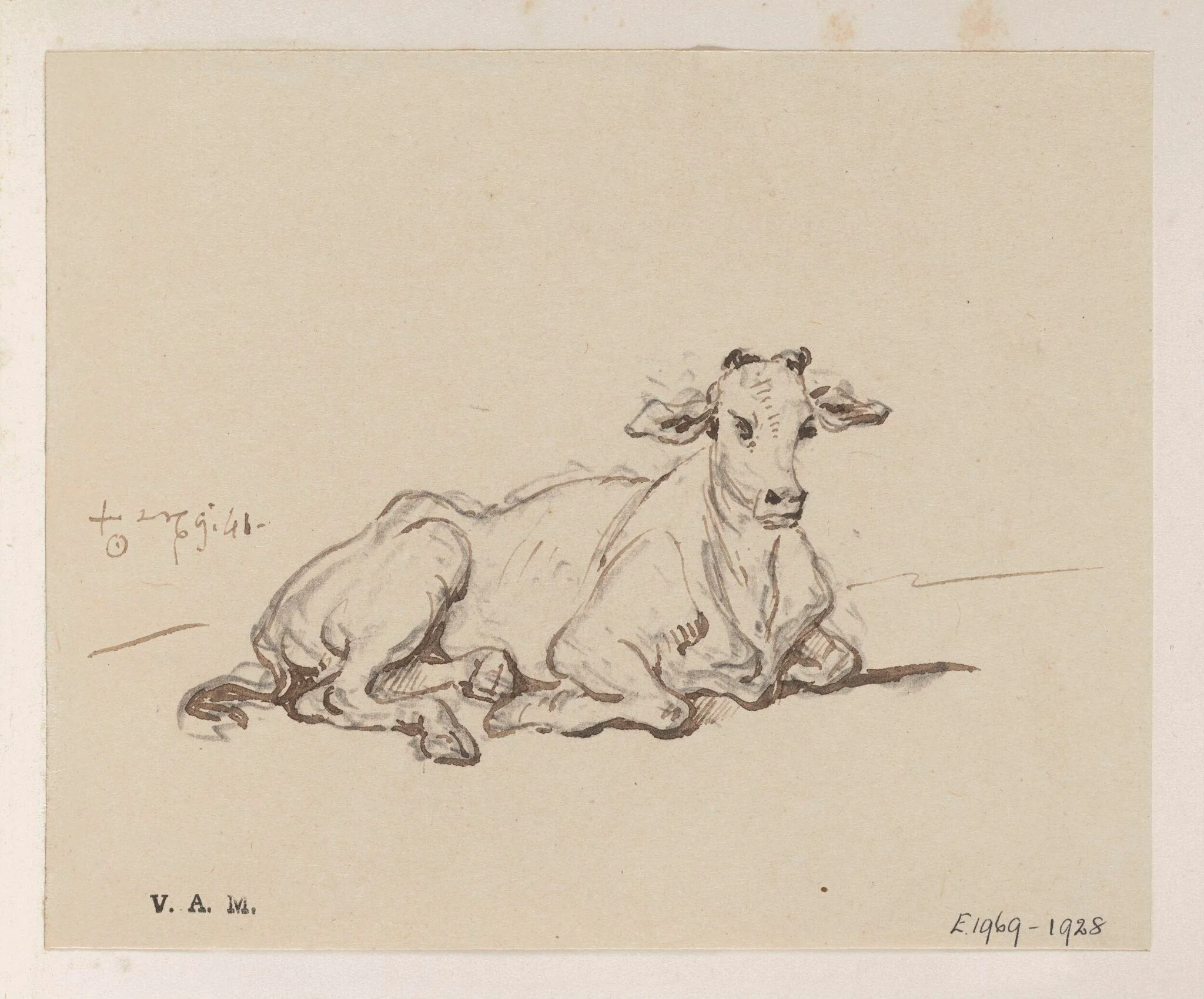 A cow, detail