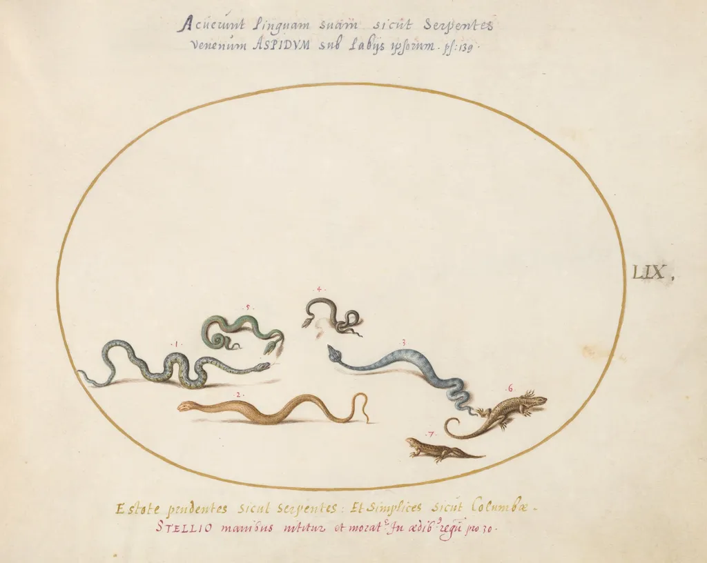Plate 59: Snakes and a Lizard, by Joris Hoefnagel, gouache, 1594