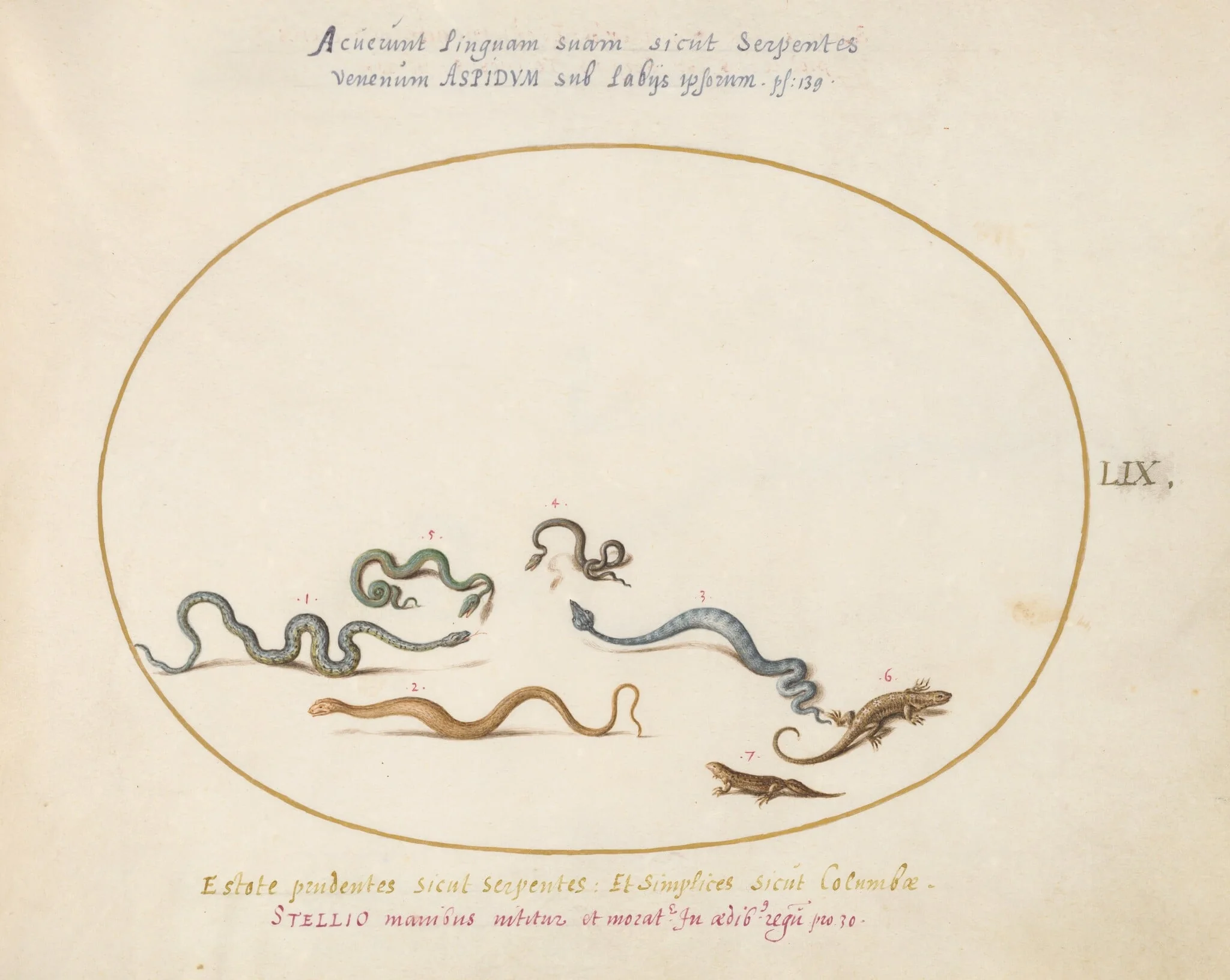 Plate 59: Snakes and a Lizard, detail