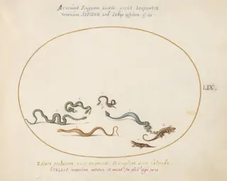 Plate 59: Snakes and a Lizard, by Joris Hoefnagel, gouache, 1594
