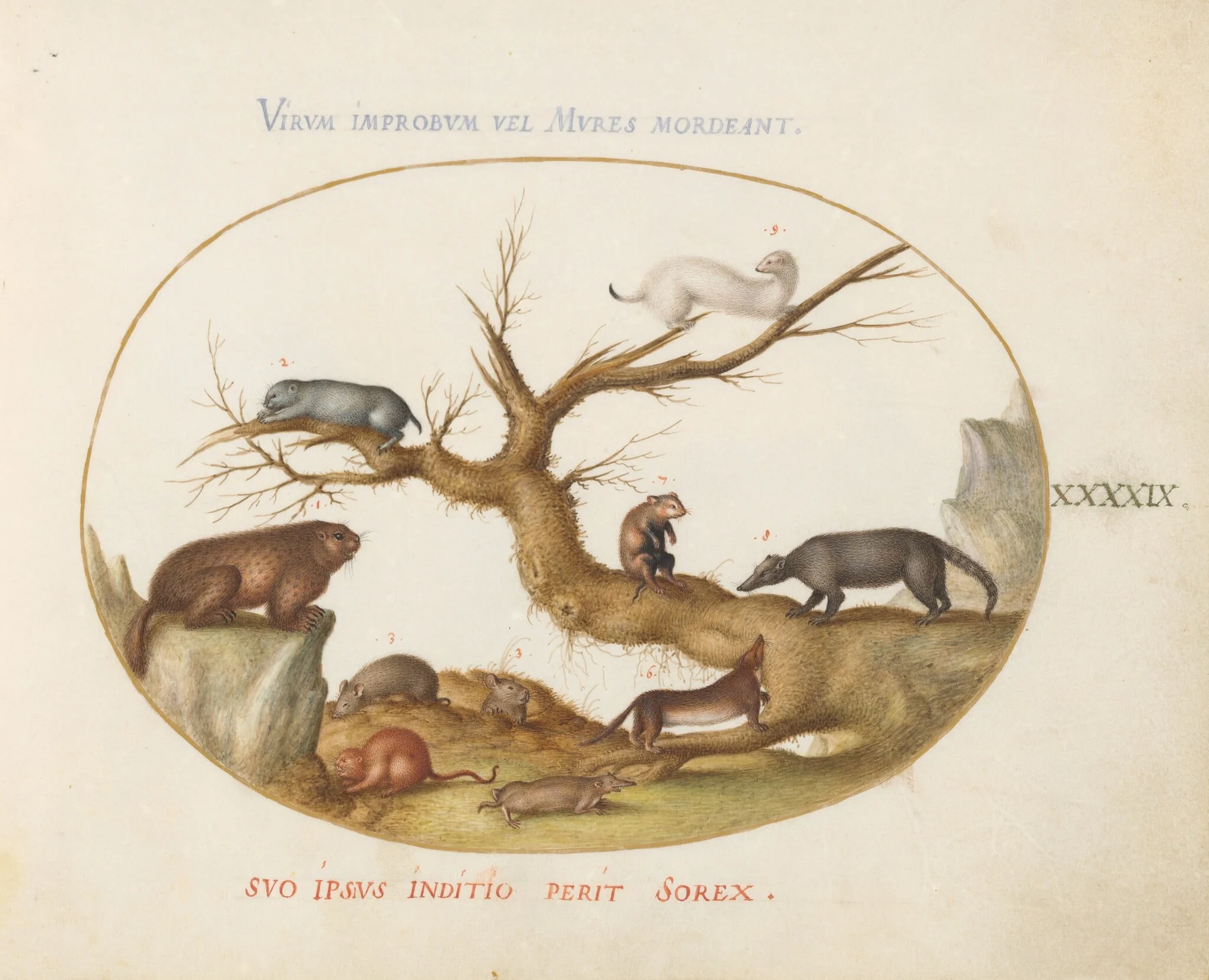 Plate 49: Marmot, Hamsters, Rat, Field Mouse, Shrew, and a Coatimundi, detail