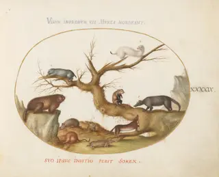 Plate 49: Marmot, Hamsters, Rat, Field Mouse, Shrew, and a Coatimundi, by Joris Hoefnagel, gouache, 1594
