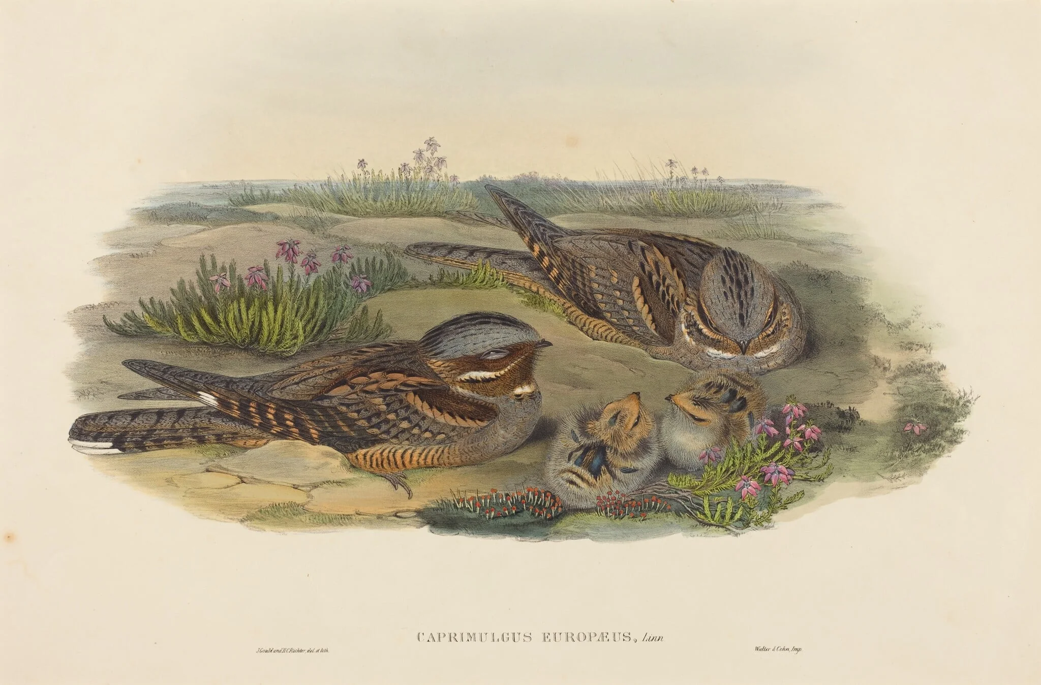 Caprimulgus europaeus (Nightjar), detail