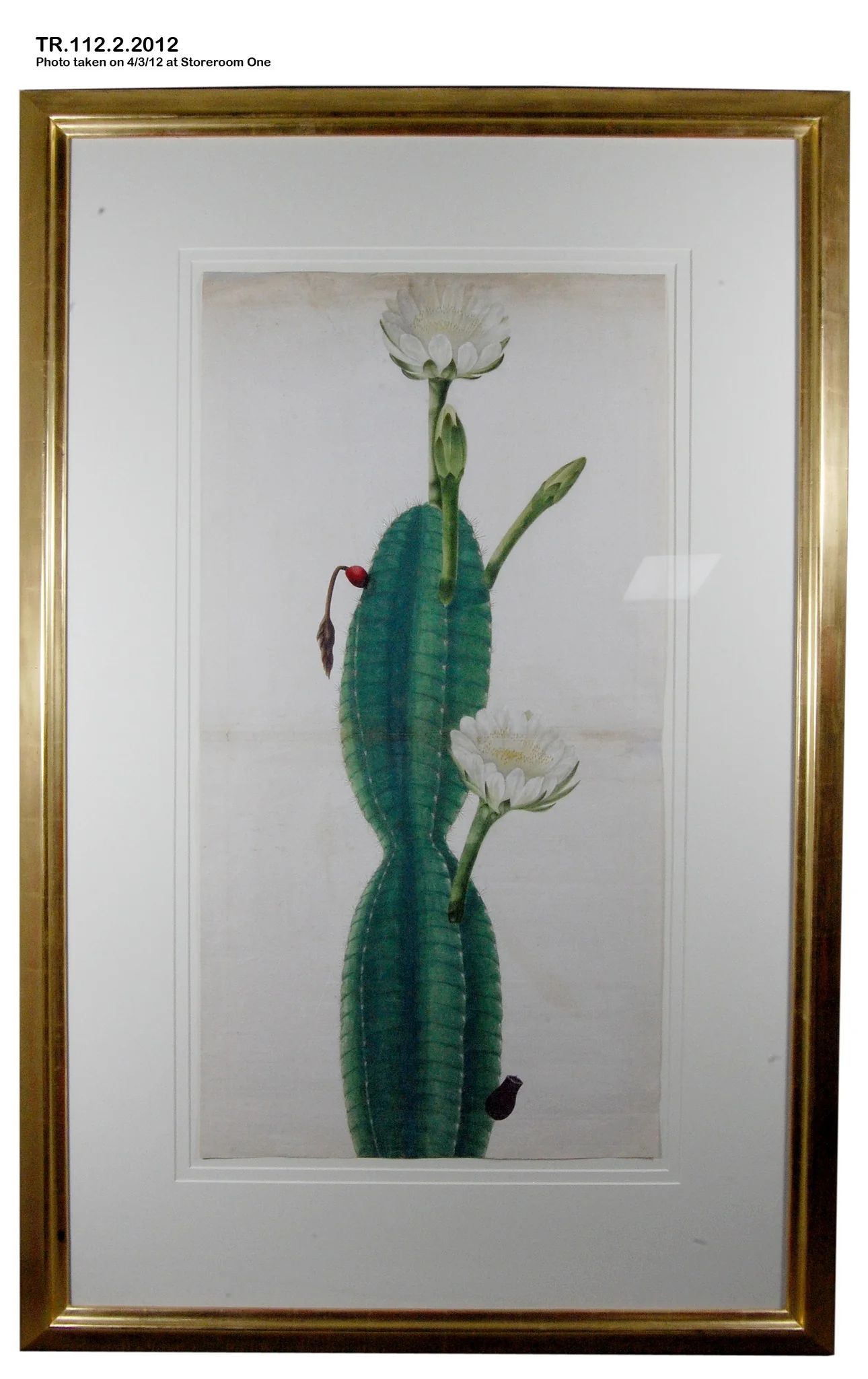 Cactus Plant in Flower, detail