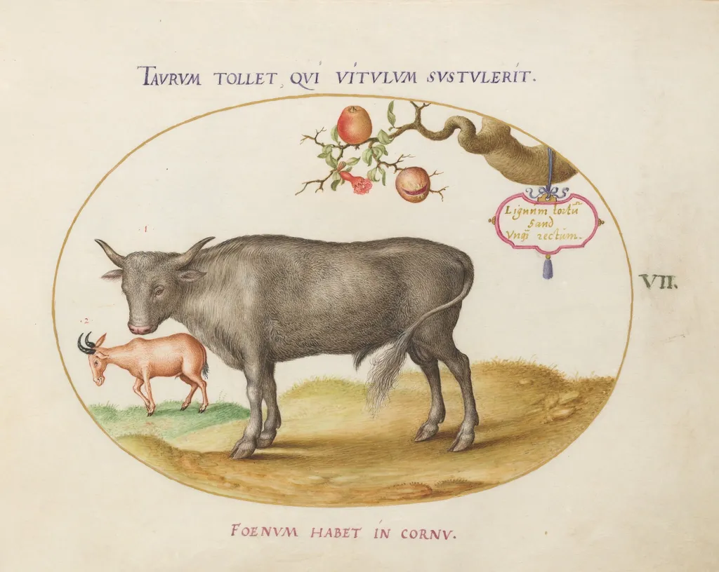 Plate 7: A Bull and a Horned Animal, by Joris Hoefnagel, gouache, 1594