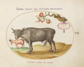 Plate 7: A Bull and a Horned Animal, by Joris Hoefnagel, gouache, 1594