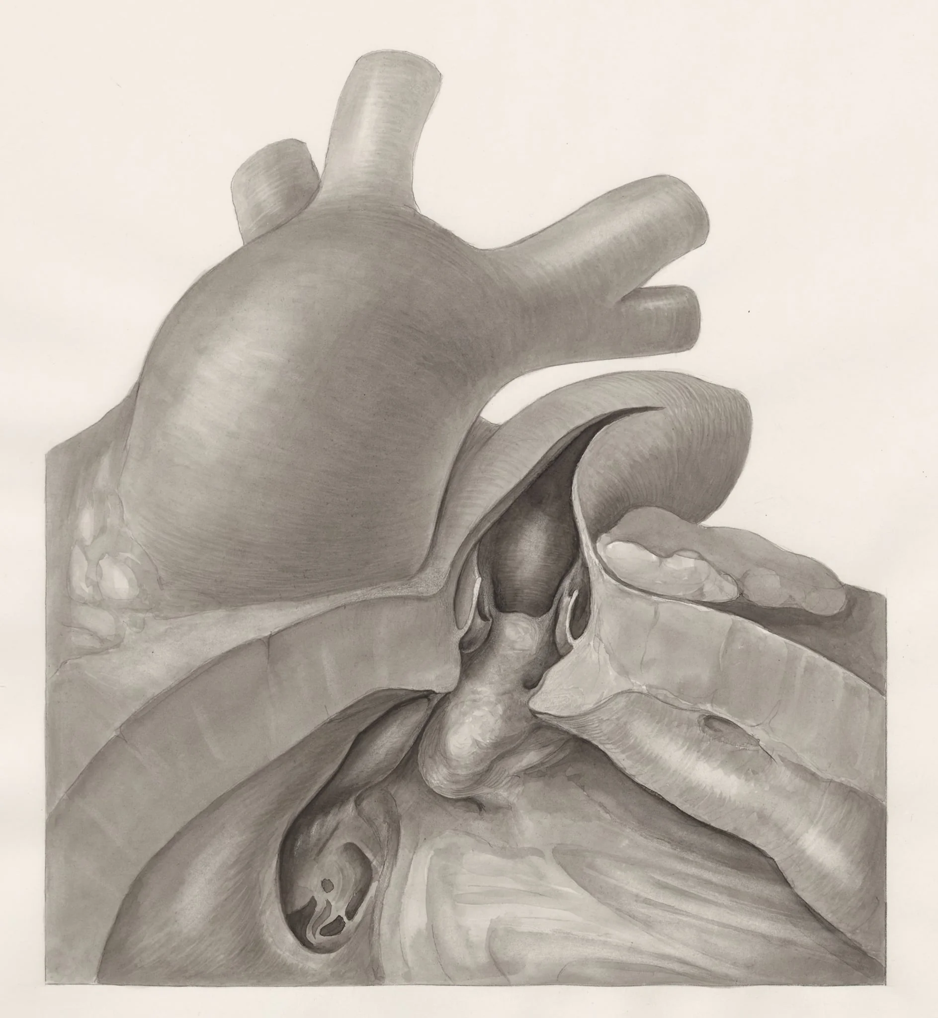Part of the heart, detail