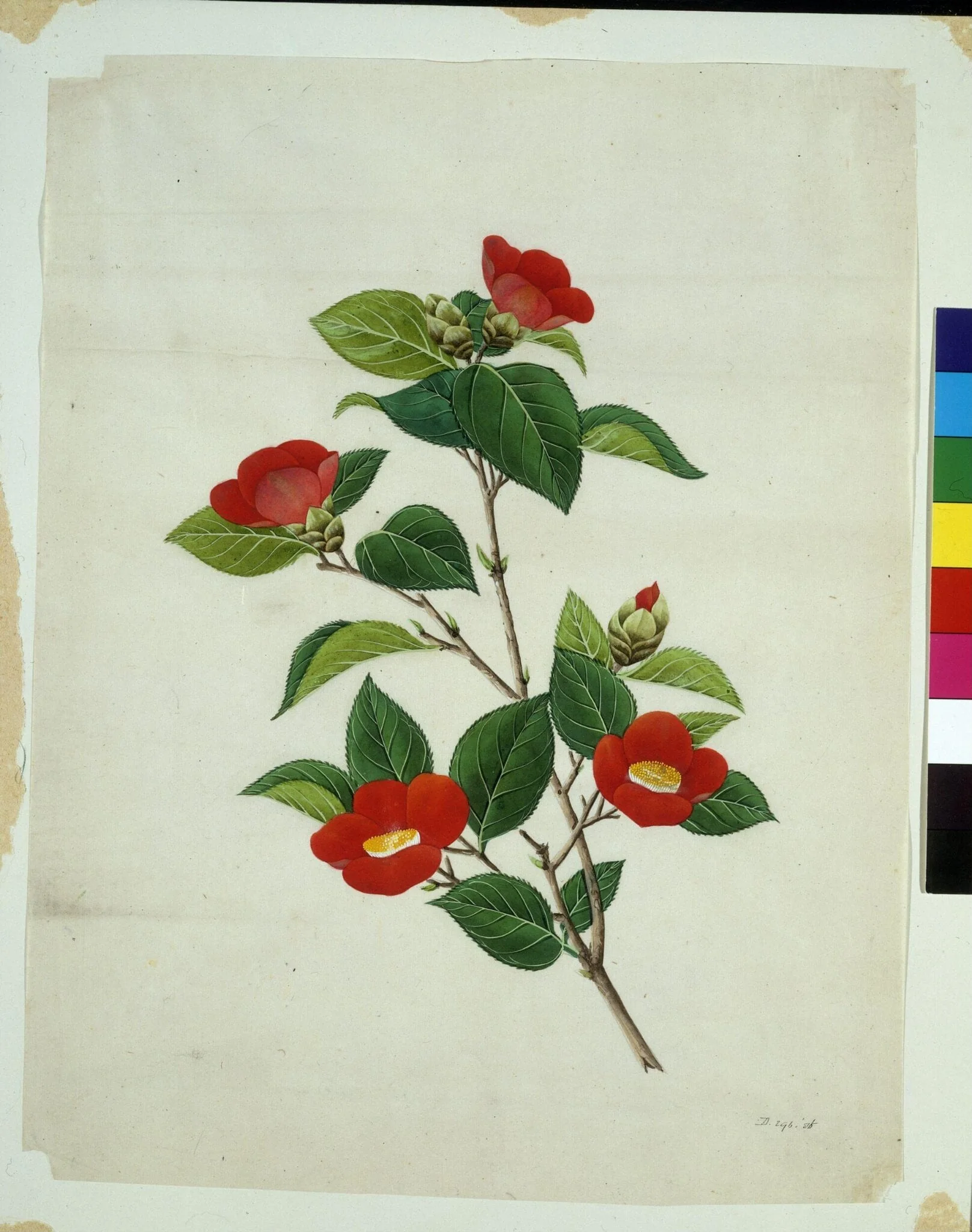 Camellia, detail