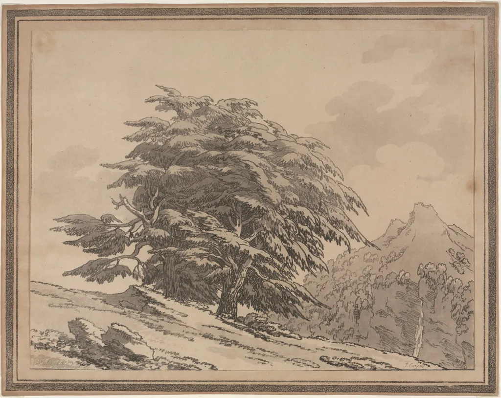 Delineations of the General Character Ramifications and Foliage of Forest Trees: Cedar, by John Robert Cozens, 1789
