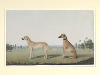 Two dogs in the compound of a Calcutta house, by Shaikh Muhammad Amir, paint, 1845
