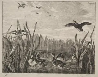 Teal, by Félix Bracquemond, 1853