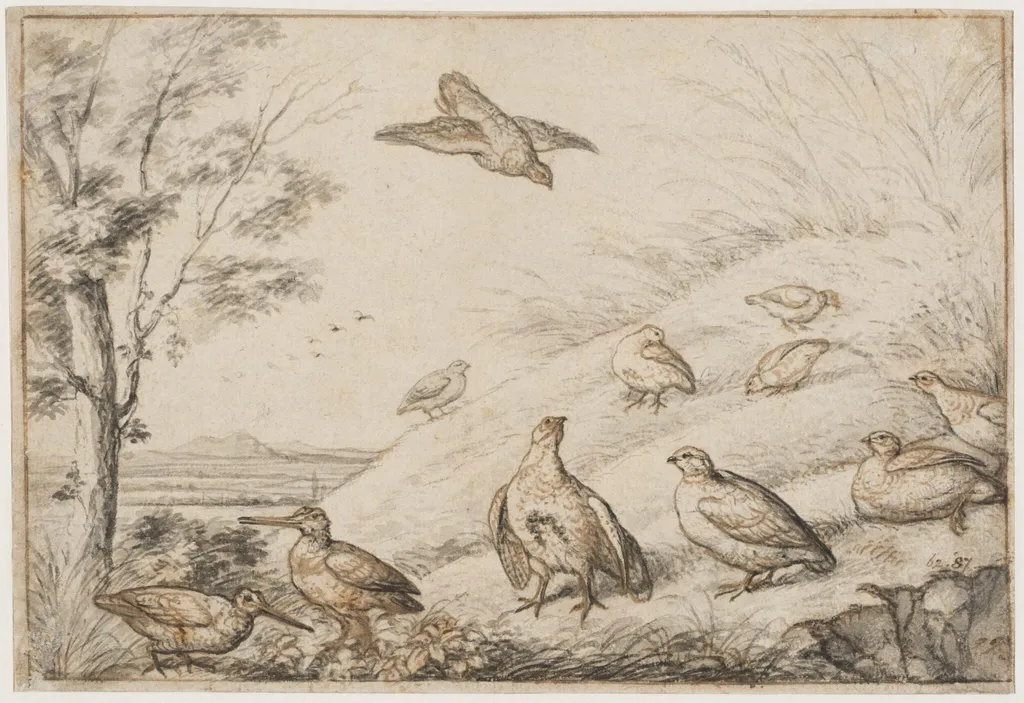 Partridges and snipe, by Francis Barlow, watercolor, 1650