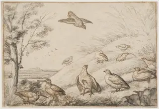 Partridges and snipe, by Francis Barlow, watercolor, 1650