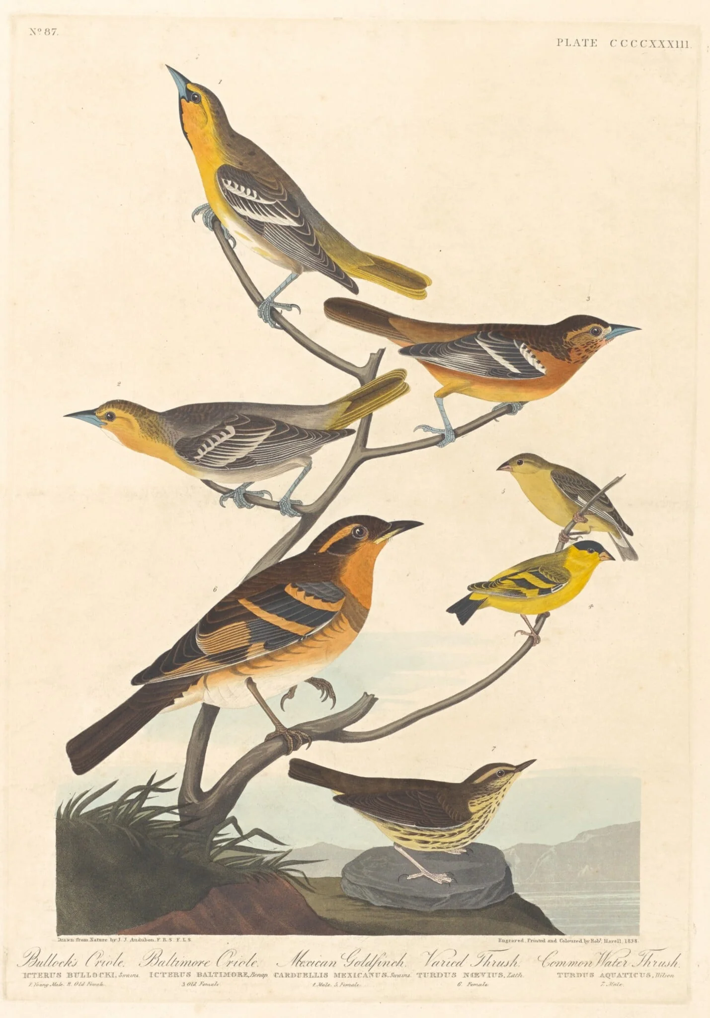 Bullock's Oriole, Baltimore Oriole, Mexican Goldfinch and Varied Thrush, detail