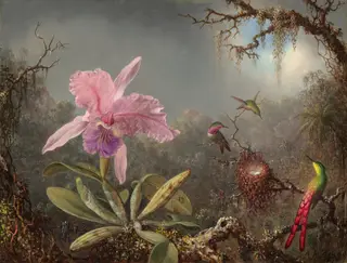 Cattleya Orchid and Three Hummingbirds, by Martin Johnson Heade, oil, 1871