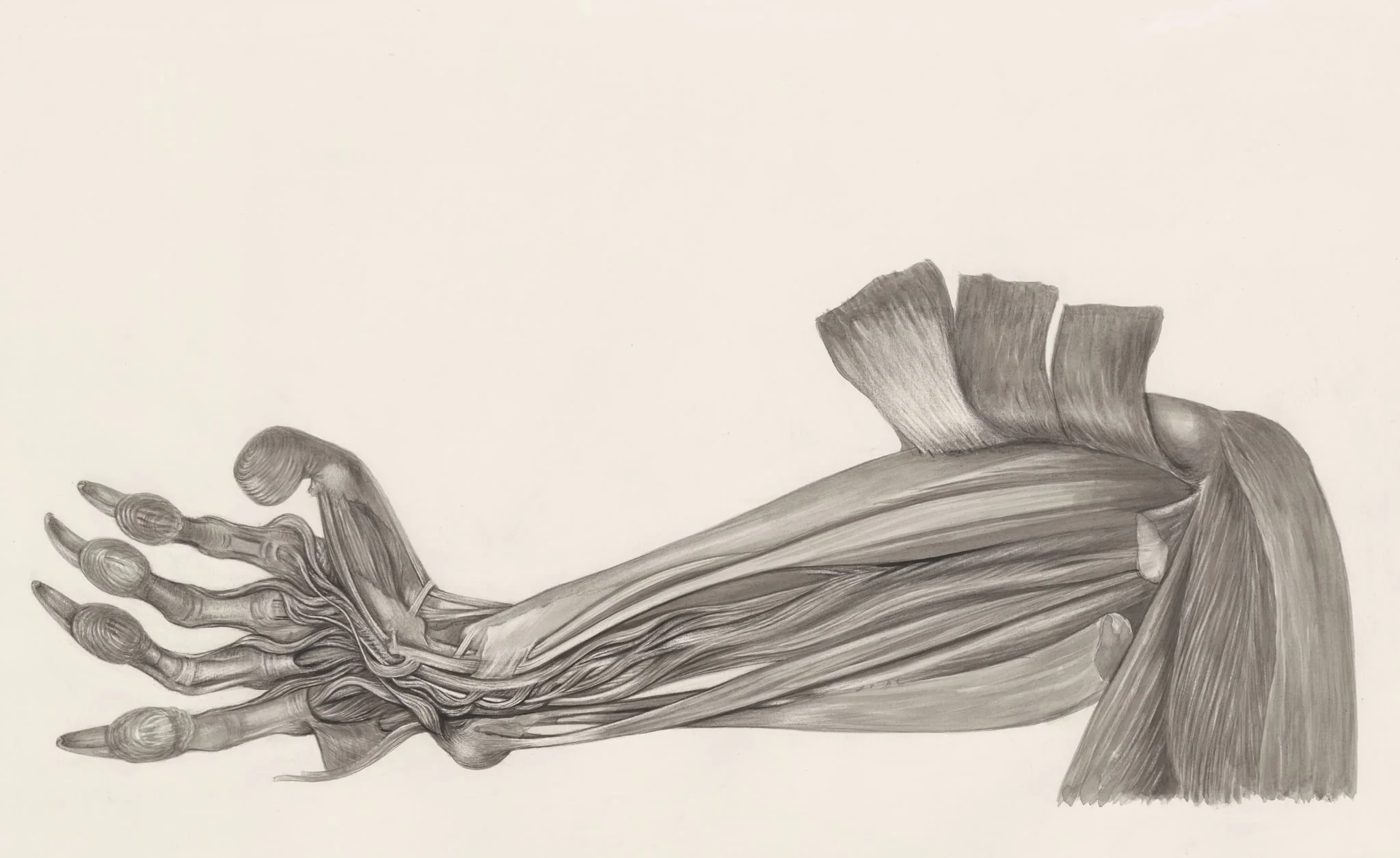 Muscular tissue of an animal arm, detail