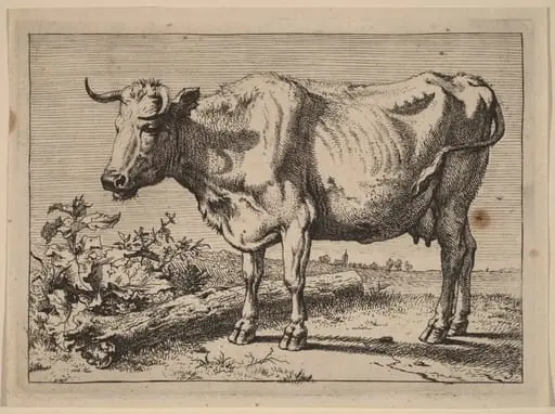 Standing Cow (Cow with a Crumpled Horn), by Paulus Potter, ink, 1650