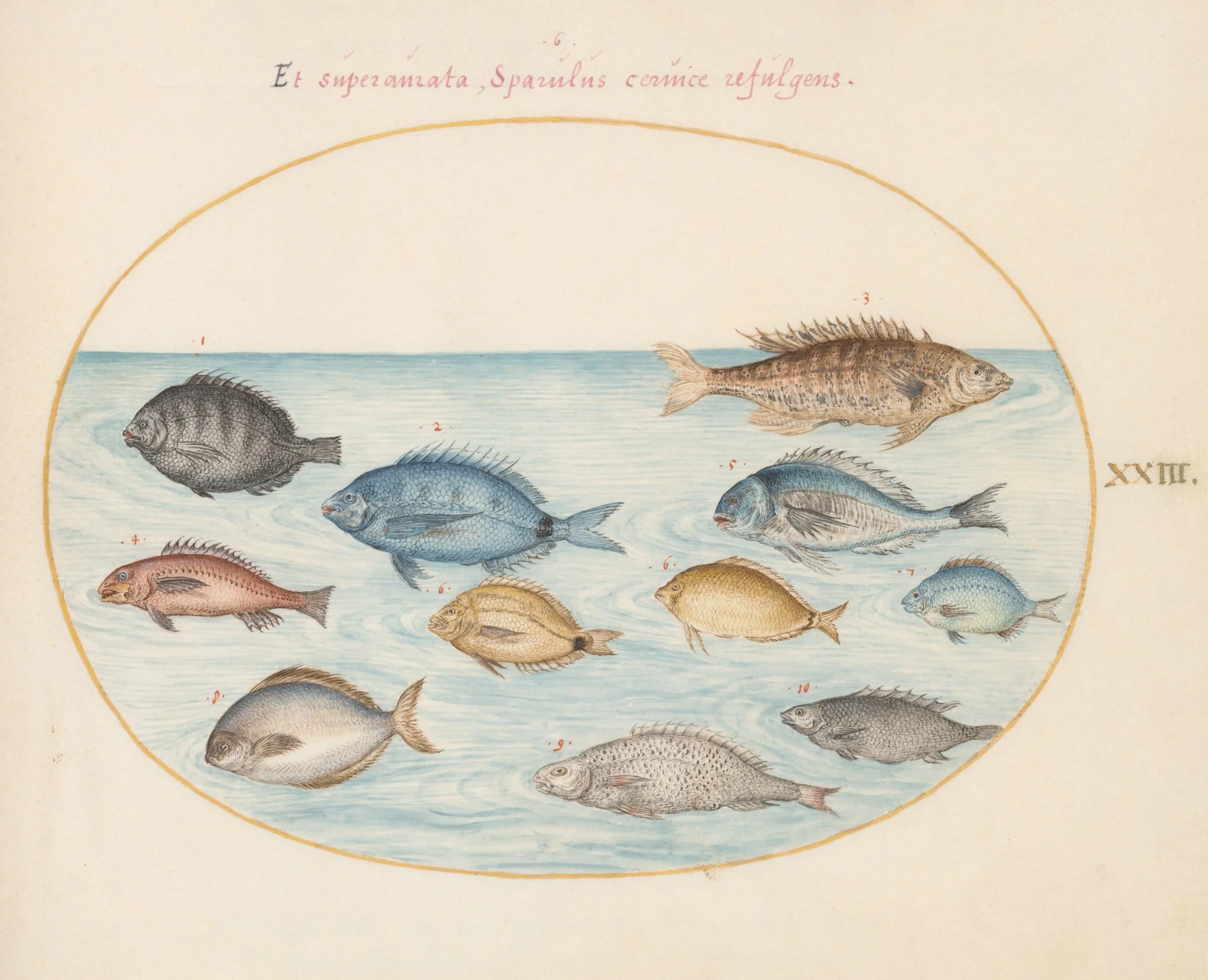 Plate 23: Bream(?) and Other Fish, detail
